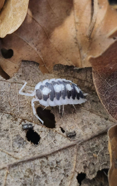 black rib isopods